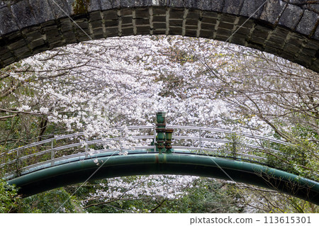 Cherry blossoms at Nishiyama Dam Downstream Park 04 113615301