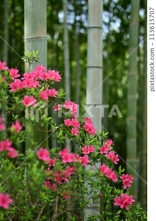 杜鵑花和竹林 113615707