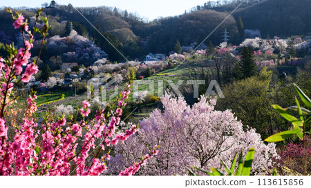 A morning at Hanamiyama shining in the sunlight, Fukushima Prefecture 113615856