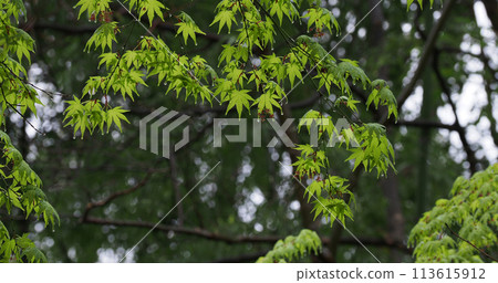 Scenery of fresh green maple leaves in a rainy park 113615912