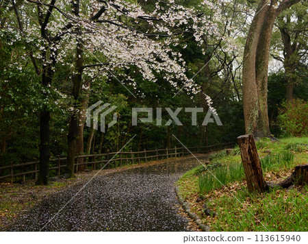 Scenery of cherry blossom petals falling on a sidewalk in a rainy park 113615940