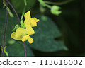 野月花 113616002