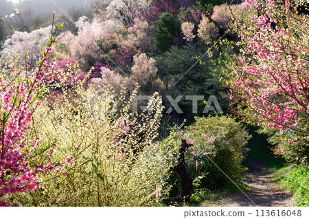 福島縣花見山公園，花草樹木在朝陽下閃閃發光 113616048