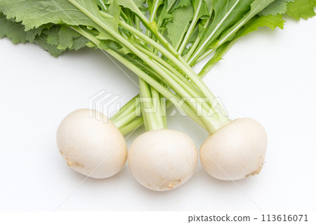 小蘿蔔（白蘿蔔） 113616071