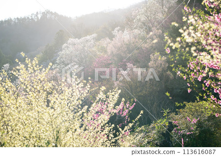 福島縣花見山公園，花草樹木在朝陽下閃閃發光 113616087