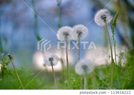 Dandelion fluff in the evening Dandelion fluff in the evening 113616222