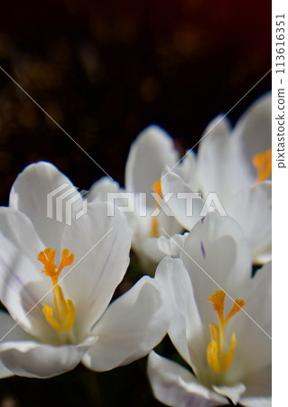 白色的番紅花仰望春天的天空,代表著青春的喜悅 白色的番紅花仰望春天的天空,代表著青春的喜悅 113616351