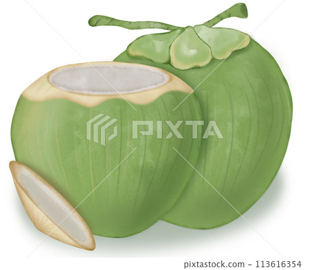 coconut hand drawn, isolated fruit painting watercolor illustration.	 113616354