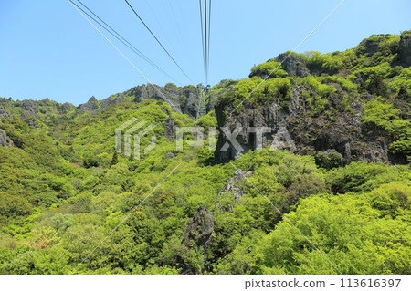 新鮮的綠色冷森林 新鮮的綠色冷森林 113616397