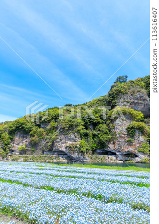 春天的青洞與睡蓮 大分縣中津市 春天的青洞與睡蓮 大分縣中津市 113616407