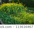 春天，田野裡油菜花開 113616467