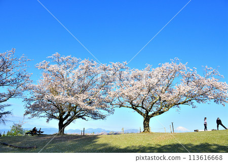 People doing exercises on the summit of Mount Azuma early in the morning when the cherry blossoms are in bloom People doing exercises on the summit of Mount Azuma early in the morning when the cherry blossoms are in bloom 113616668