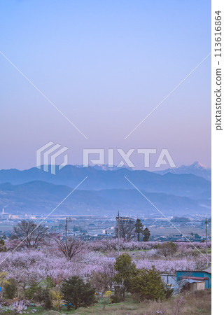 Togakushi mountain range with the Morgenrot and apricot blossoms spreading below [Chikuma City] 113616864
