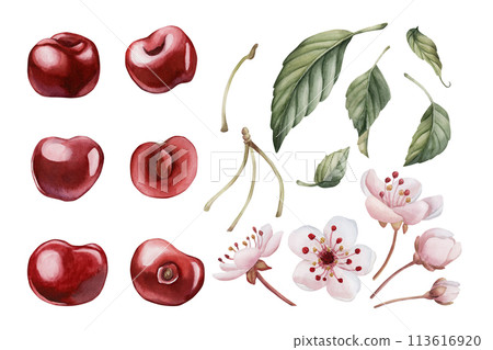 Cherry berries with pink flowers and leaves. Set of watercolor isolated illustrations for table textile, porcelain tableware and delicious prints. Berry fruits for summer fabrics, wrapping paper and f 113616920