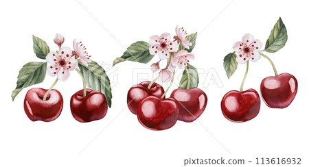 Cherry berries with flowers and leaves, watercolor isolated illustrations. Compositions with spring blossom for table textile, tableware, delicious prints, fabrics, wrapping paper and food packages Cherry berries with flowers and leaves, watercolor isolated illustrations. Compositions with spring blossom for table textile, tableware, delicious prints, fabrics, wrapping paper and food packages 113616932