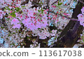 櫻花盛開 113617038