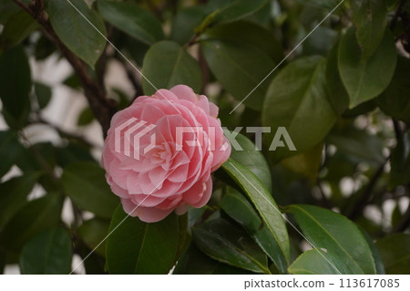 Beautiful pink camellia flowers 113617085