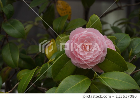 美麗的粉紅色山茶花 113617086