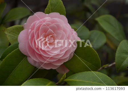 美麗的粉紅色山茶花 美麗的粉紅色山茶花 113617093