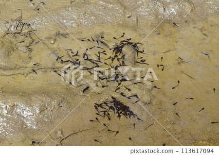 水坑裡的蟾蜍蝌蚪 113617094