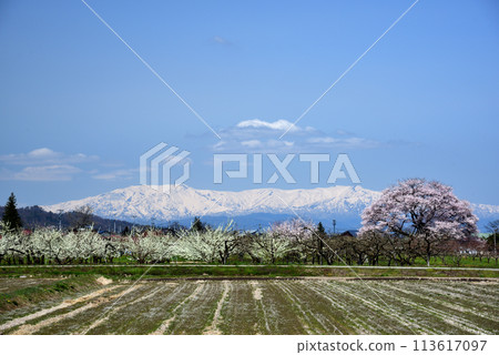 Seedling cherry tree of horse-donor tomb 113617097