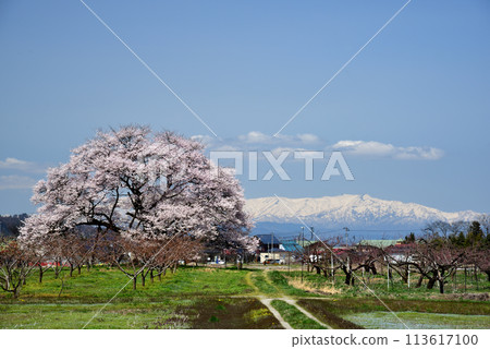 Seedling cherry tree of horse-donor tomb 113617100