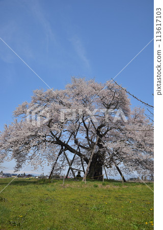 Seedling cherry tree of horse-donor tomb 113617103