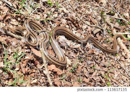 Striped snake after hibernation 113617135