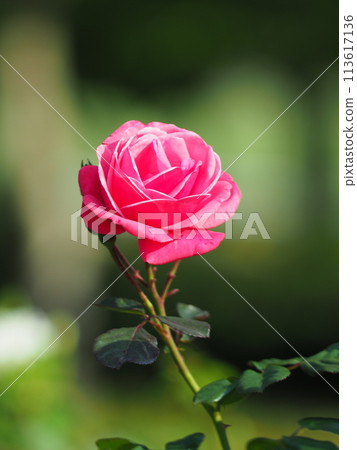 A red rose 113617136