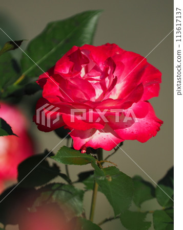 A red rose 113617137