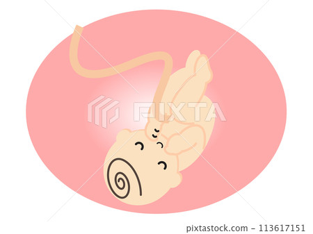 Illustration of the fetus 113617151