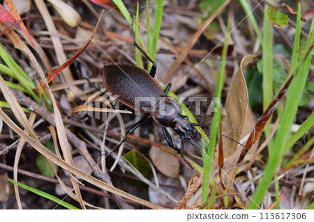 冬眠後的三河地甲蟲雄性成蟲 113617306