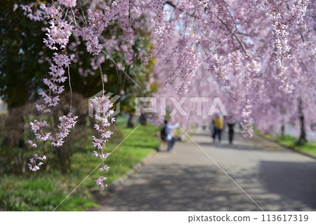 Nicchu Line Weeping Cherry Tree Line 113617319