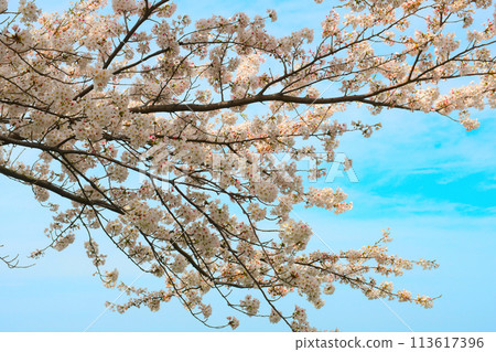 cherry blossoms!!!! cherry blossoms!!!! 113617396