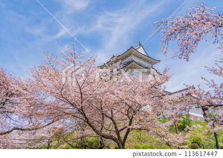 <Kanagawa> Odawara Castle/Cherry blossom season 113617447