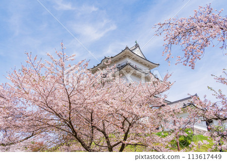 <Kanagawa> Odawara Castle/Cherry blossom season 113617449
