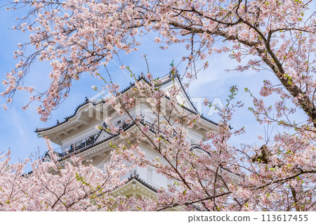 <神奈川縣>小田原城/櫻花季節 113617455