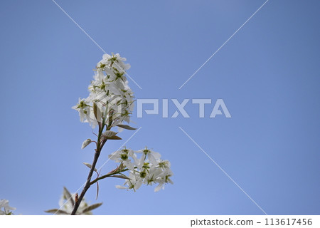 春天，六月莓樹上盛開美麗的花朵，六月即可收穫果實。 113617456