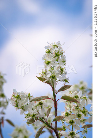 A scene of beautiful flowers in full bloom in spring on a Juneberry tree, which produces fruit in June. 113617465