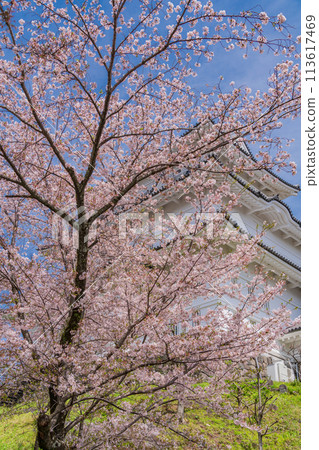 <Kanagawa> Odawara Castle/Cherry blossom season 113617469