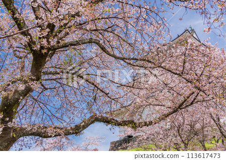 <Kanagawa> Odawara Castle/Cherry blossom season 113617473