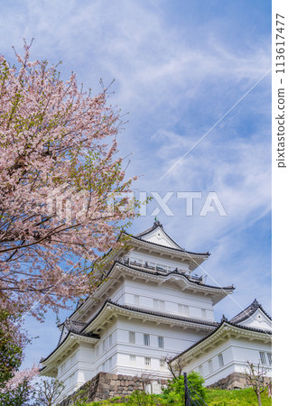<Kanagawa> Odawara Castle/Cherry blossom season 113617477