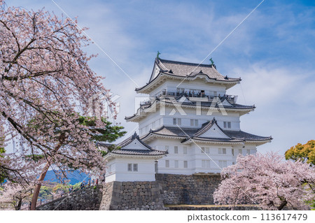 <神奈川縣>小田原城/櫻花季節 113617479