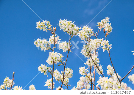 A scene of beautiful flowers in full bloom in spring on a Juneberry tree, which produces fruit in June. 113617497