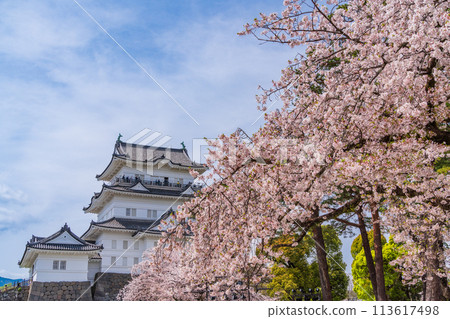 <Kanagawa> Odawara Castle/Cherry blossom season 113617498