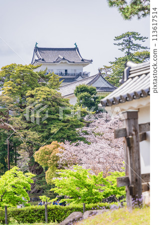 <神奈川縣>小田原城/櫻花季節 113617514