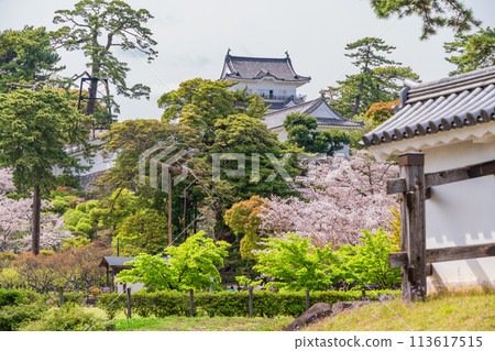 <Kanagawa> Odawara Castle/Cherry blossom season 113617515