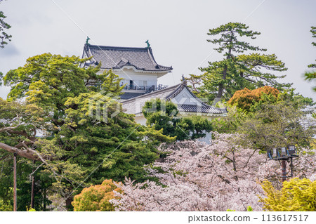 <神奈川縣>小田原城/櫻花季節 113617517