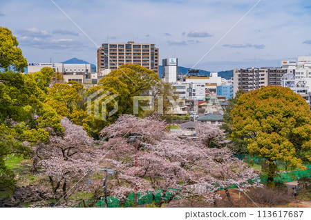 <Kanagawa Prefecture> The city of Odawara as seen from Odawara Castle with cherry blossoms in bloom 113617687