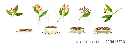 Clove Branch and Dry Seed Condiment Vector Set Clove Branch and Dry Seed Condiment Vector Set 113617710